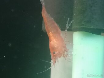krevetky Neocaridina - Red Cherry - 2