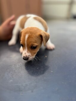 Jack Russel Terrier čistokrvné šteniatka - 2