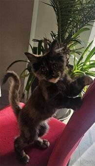 Mainske myvalie mačiatko - 2