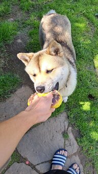 Akita inu - 2