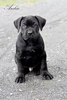 Cane Corso štěňátka s FCI PP - 2