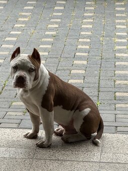 American bully - 2
