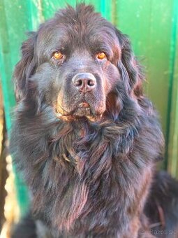 Newfoundland Novofundlandsky - 2