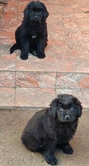 Dostupné 2 fenky Newfoundland Novofundlandsky - 2