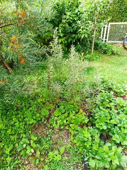 Rakytník odnoze - 2