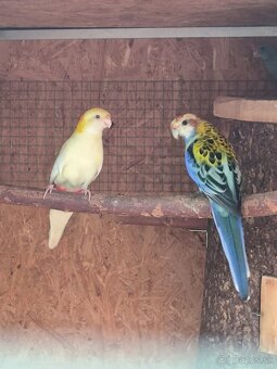 Rozela žltohlavá lutino - 2