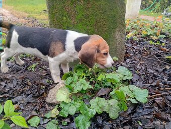 Beagle - 2