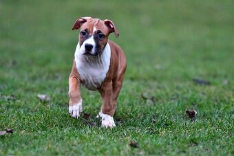 Americký stafordšírsky teriér s pp - 2