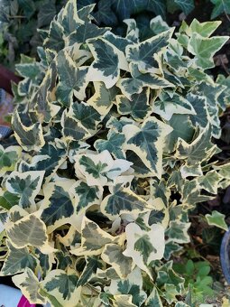 Brečtan panašovany - 2