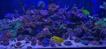 Morske akvarium - 2