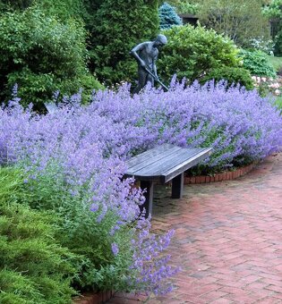 Kocúrnik - medonosná, nenáročná trvalka - 2