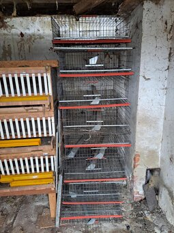 Predám klietky pre prepelice - 2