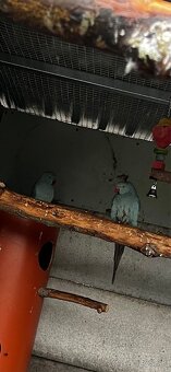 predam alexander maly modrý - 2