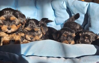 Yorkšhir,york,yorkšhirsky terier - 2