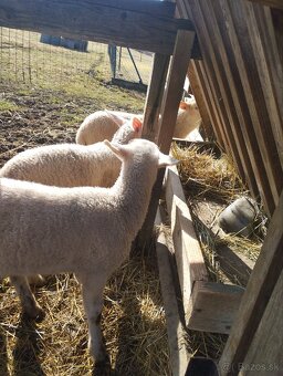 Predám jahňatá - 2