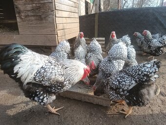 Násadove vajcia wyandotka SČL, leghorn, vlaska jarabicia - 2