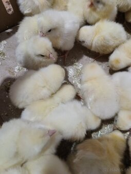 Nosnice, sliepky, kury, kuriatka, kurčatá - 2