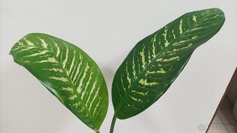 Dieffenbachia - Difenbachia - - 2