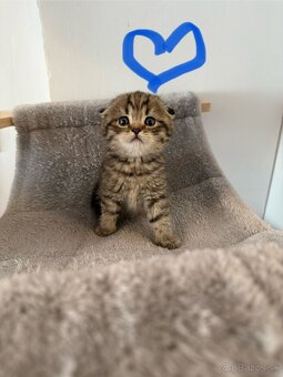Škótske Klapouché/ (Scottish Fold/Straight) - 2
