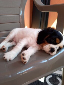 Cavalier tricolor - 2