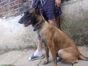 Belgický ovčiak Malinois - 2