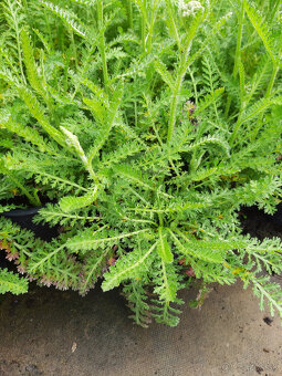 Rebríček-ružový - 2