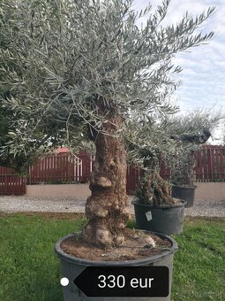 Olivovník Mrazuvzdorný - 2