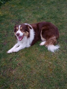 Border kólia - hnedo biely pes s pálením - 2