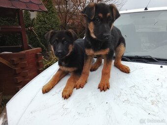 Nemecký ovčiak - 2