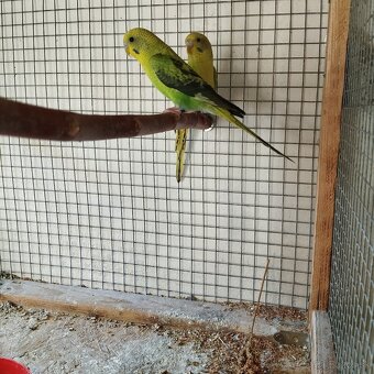 Andulky ciernokrídle blackwing - 2