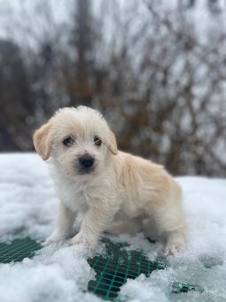 Darujem šteniatka - 2