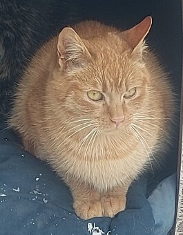 Darujem rysaveho kocurika - 2