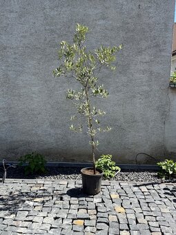 Olivovnik - 2