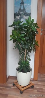 Krotonovec zeleno zlty 110 cm - 2