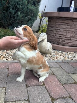Cavalier king charles španiel, kavalier - 2