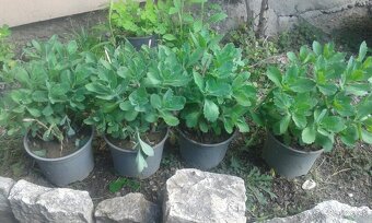 Hylotelephium spectabile - 2