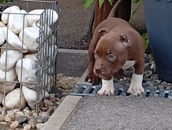 American bully pocket - 2