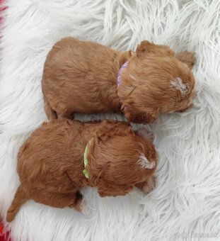 Cavapoo - 2
