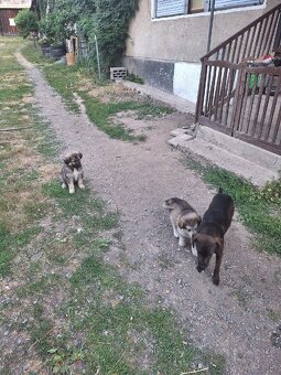 Kríženec Čuvač, Vlčiak, Husky - 2