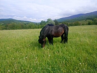 Predám ťažného koňa - 2