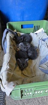 Darujem mačiatka - 2