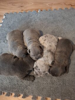 Francuzsky buldoček - 2