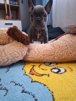 Francuzsky buldoček - 2