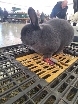 Viedenský modrý - 2