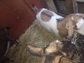 Predám kozu s kozlaťom - 2