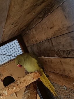 Predám papagáje - 2