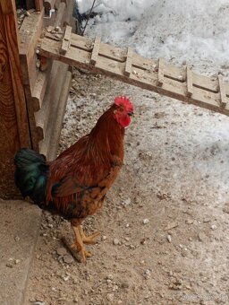 Kohút 🐓 - 2