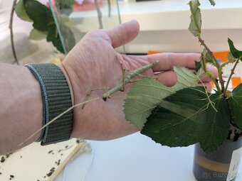 Pakobylka rožkatá a Pakobylka indická - 2