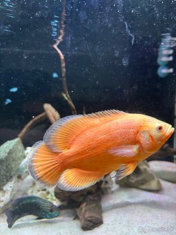 Astronotus Ocellatus - 2