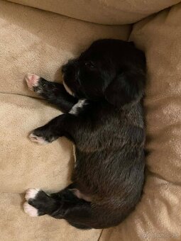 Predám psikov krizenca - 2